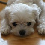 Jun Hwang - @hjunbro - Instagram
