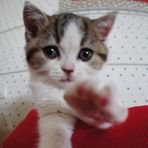 Jun Shao - Facebook