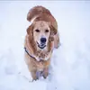 dogstory - @junsun4293 - TikTok