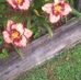 June Aiken - Facebook
