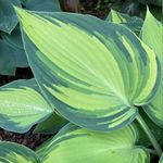 June Bartley - @backgardenyard - Instagram