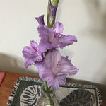 June Bauer - @junebauer36 - Instagram