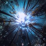 Juneid Petersen - @below_the_blue - Instagram