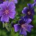 June Beveridge - Facebook