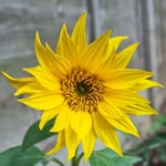 June Anita Billings - @juneanitabillings - Instagram