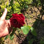 June Thomas Whitten Brewer - @june.t.brewer - Instagram