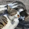 junebuckley86073 - @junebuckley86073 - TikTok