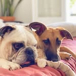 June, Canela & Sky - @june.canela.sky - Instagram