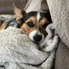 Jlynn 🐾 - @jencaudill1 - TikTok