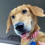 June Chapman - @dog_named_june - Instagram