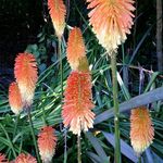 June Chau Chau - @chaujune - Instagram