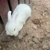 June Chavez - @june.chavez - TikTok