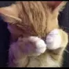Booby - @junesleftasscheek - TikTok
