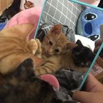 🐈六月🐈可可 - @june.coco_ - Instagram