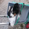 SaskiaCocoJune - @june_coco - TikTok