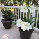 June Creech - @junecreech - Instagram