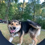 June Cunningham - @the_real_june_dog - Instagram