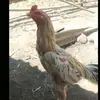 junetmbeledoss?? - @junetmbeledoss - TikTok