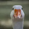 Juan Eckert - @juaneckert - TikTok