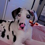 ✨🐾Eden June🐾✨ - @eden.junee - Instagram