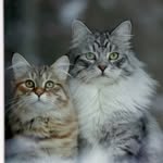 Flint and June Siberians - @flint.and.june - Instagram