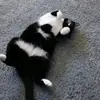 June Flint - @june.flint - TikTok