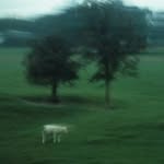 June Forest - @juneforestmusic - Instagram