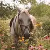 junefraser33 - @tips._.andfactsxx - TikTok