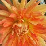 June Goddard - @june.goddard.39 - Instagram