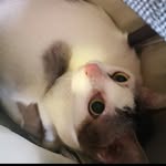 June Goh - @junesjournies - Instagram
