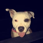 June Gosnell - @gosnell_pups - Instagram