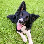 June & Grace - Crafts and Dogs - @junegracecrafts - Instagram