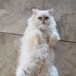 June Hanson - @catlover595303 - Instagram