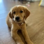 Honey june hardman- 🐶 of tandy hardman - @honeyjune_the_golden - Instagram