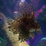June Grant Hawks - @junehawks - Instagram