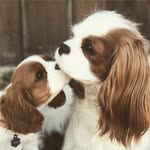🐶Ellie + 🐶June Hightower💕 - @ellieandjune_cavaliers - Instagram