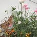 June Hughes - Facebook