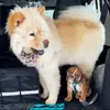 Junie & Jagger - @juniejagger - TikTok