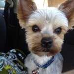 I AM_Juju_Bear - @junejeffries01 - Instagram