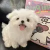 Leslie June - @leslie.june - TikTok