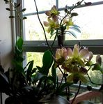 June Linton - Facebook