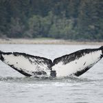 Juneau Flukes - @juneauflukes - Instagram