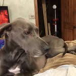 June Luttrell - @june_thebluedane - Instagram