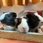 Indie Guinea Pigglers - @charlie.major.june - Instagram