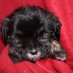 JUNE MALONE - @june.the.maltipoo - Instagram