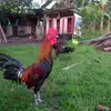junemanuel - @junemanuel30 - TikTok