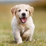 June Marlow - @dogmom607 - Instagram