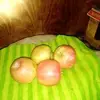 June Moses Shoyisa - @june.moses.shoyis - TikTok