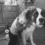 June Mullins - @june_the_saint_bernard - Instagram