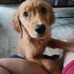 June Mullins - @a_pup_named_june - Instagram